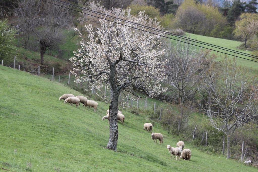 La Bastide De Fontaille Bed & Breakfast Saint-Félicien Eksteriør bilde